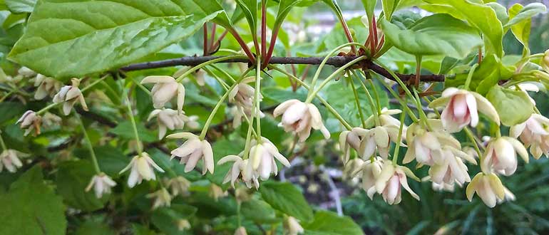 цветение лимонника