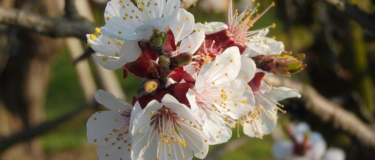 цветение триумф