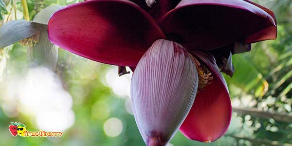 цветок-банана