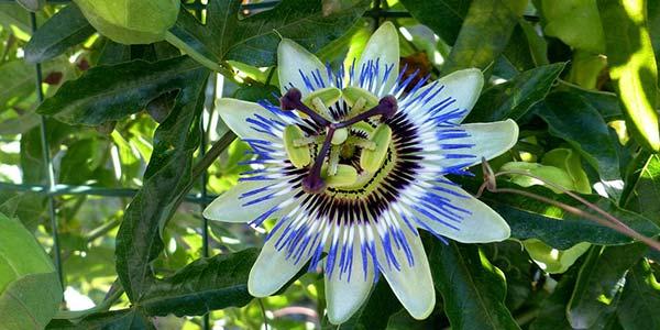 цветок-гранадиллы