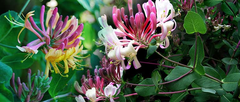 цветущая жимолость