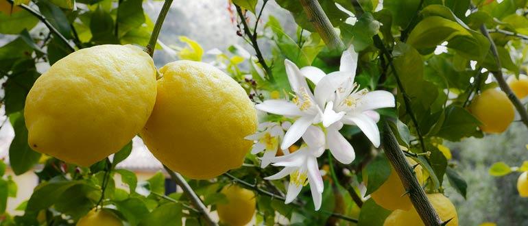 цветущий лимон