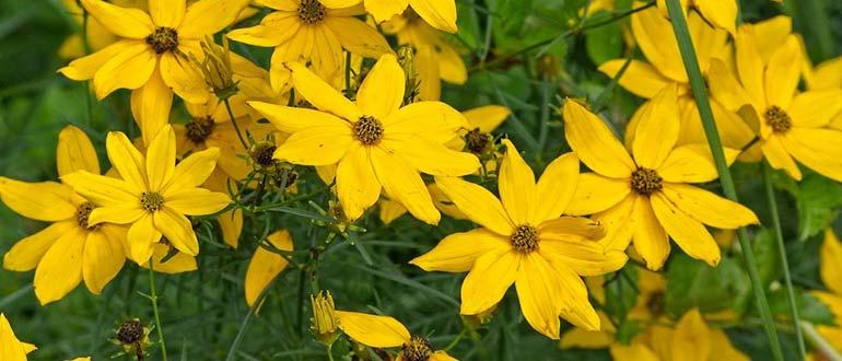 цветущий подсолнечник