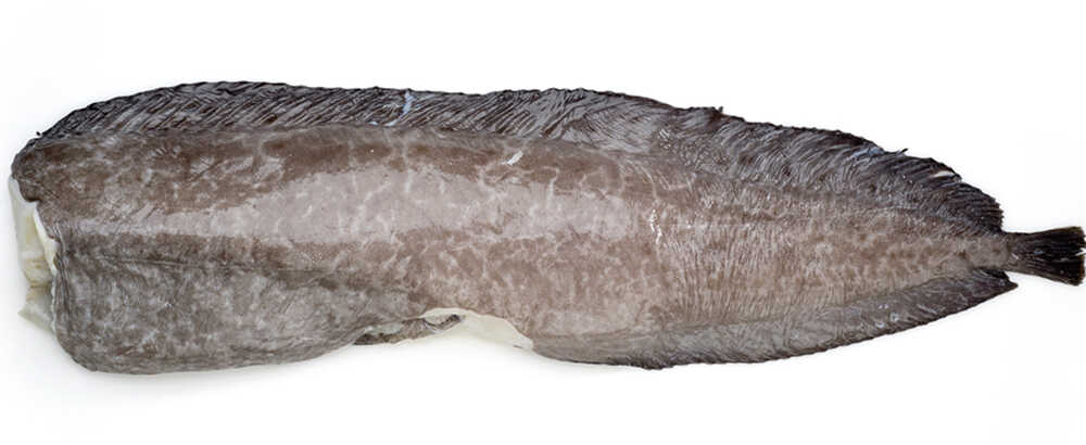 Тушка зубатки без головы Тушка синей зубатки