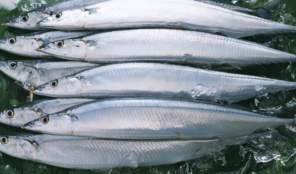 Охлаждённые тушки сайры Тушки сайры во льду