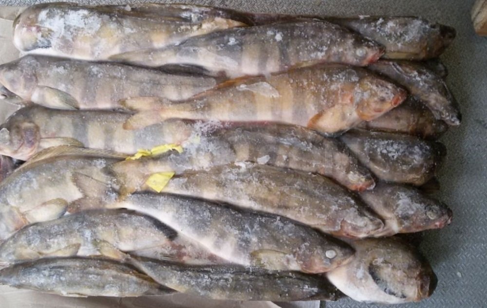 Замороженные тушки терпуга Тушки терпуга во льду