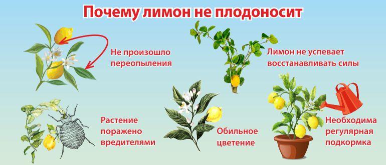 у лимона опадают листья что делать