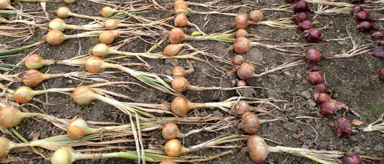 уборка лука