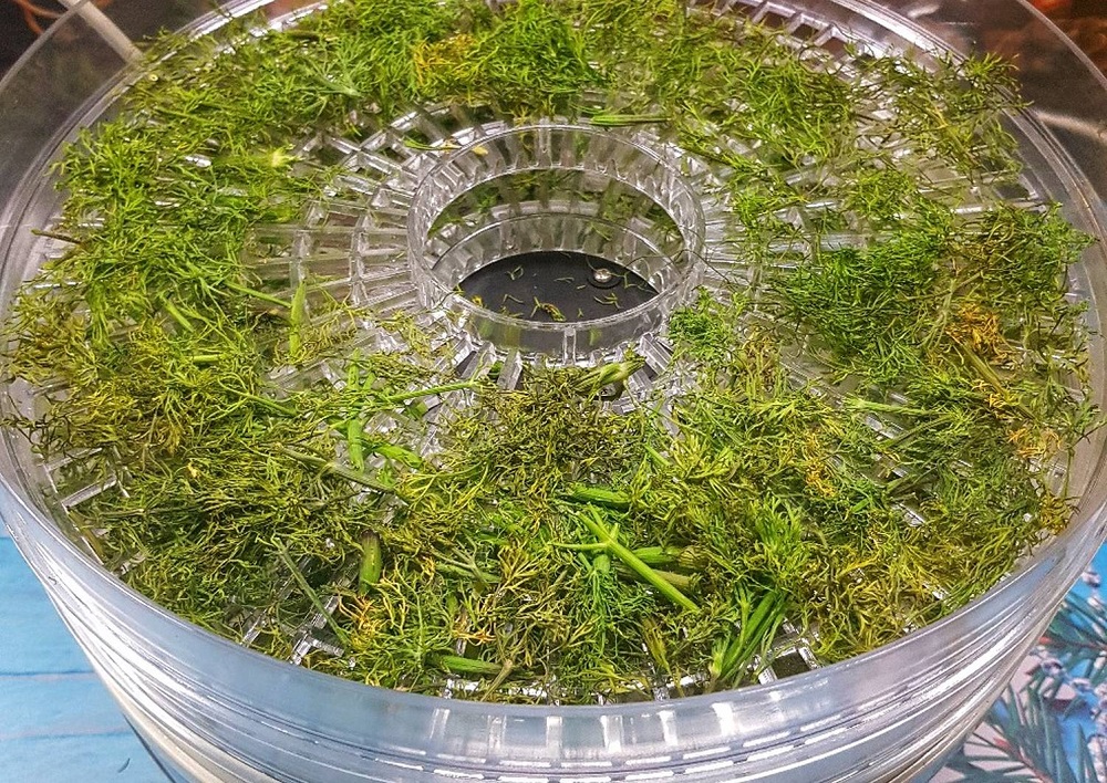 Сушка зелени в электрической сушилке Укроп в электросушилке