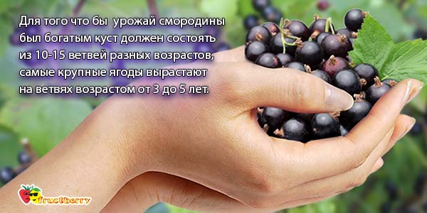 урожай-смородины