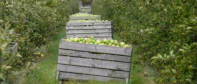 урожай антоновки