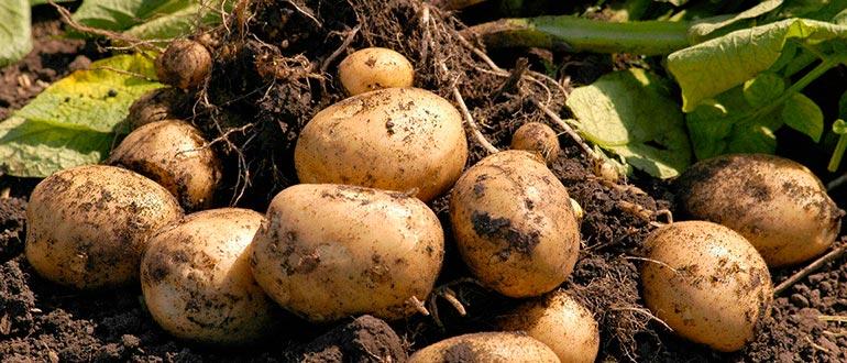 Урожай картофеля гала