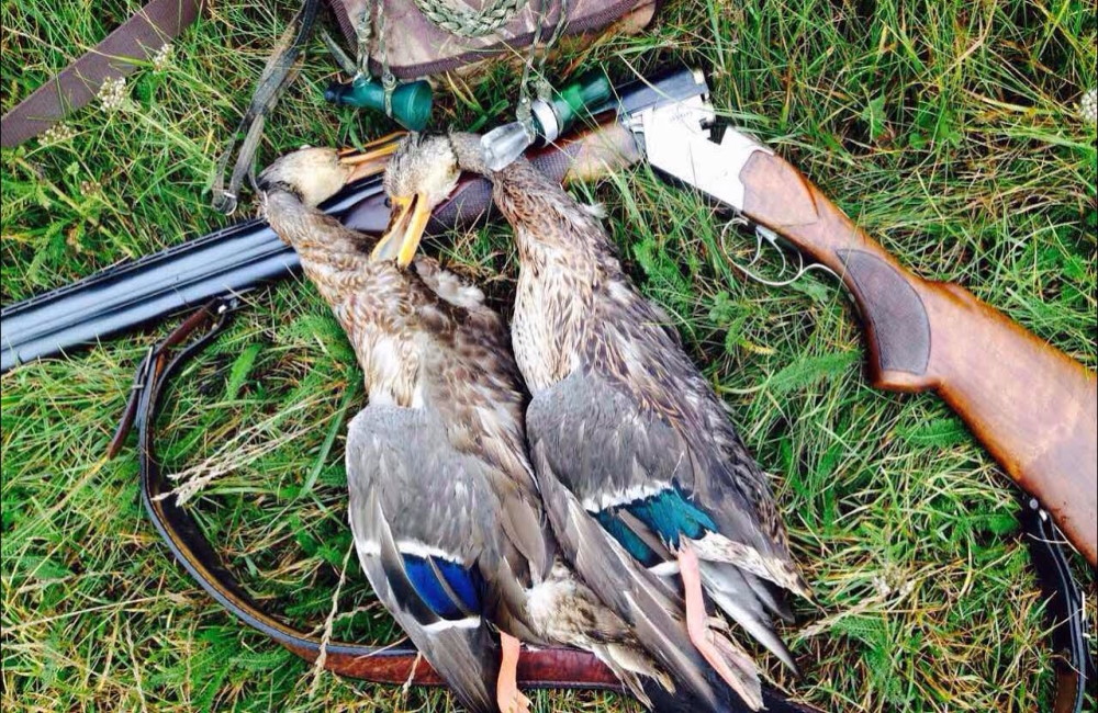 Дикая утка добыта на охоте Дикая утка и ружье