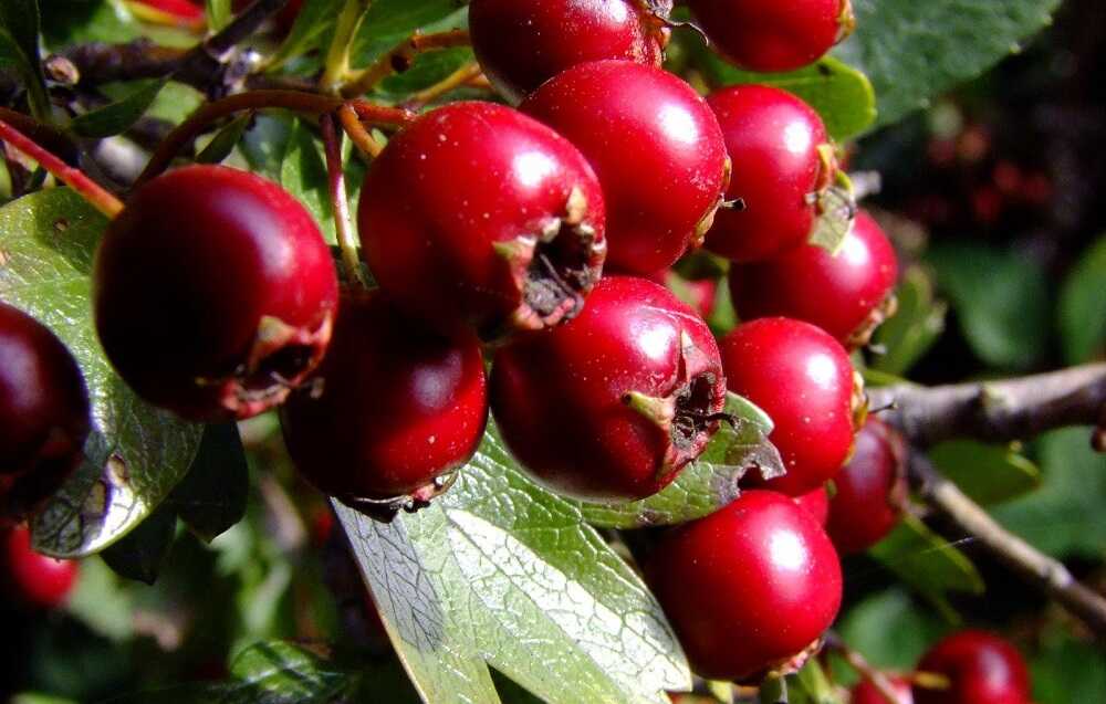 Свежие плоды боярышника на кусте Ветка боярышника с ягодами