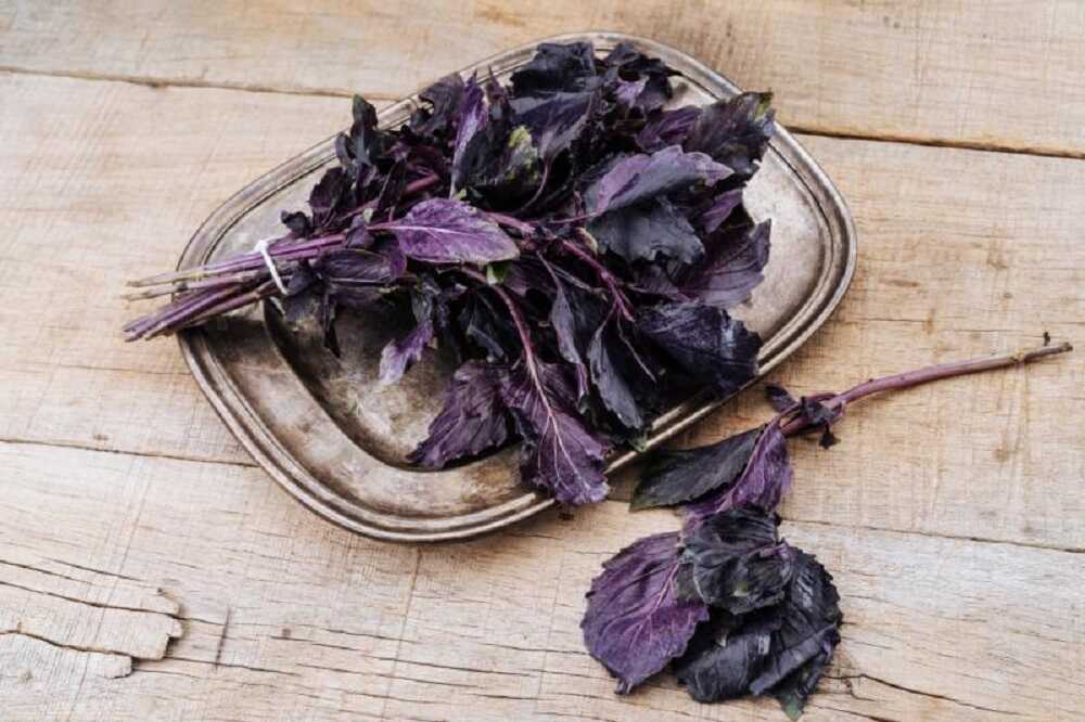 Пучок сушеного базилика Веточки сушеного базилика