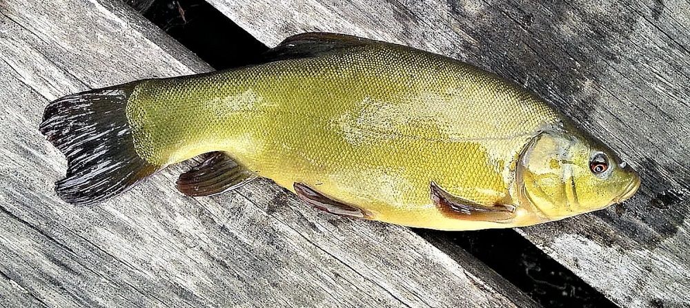 Как выбрать линя для копчения Вид речного линя