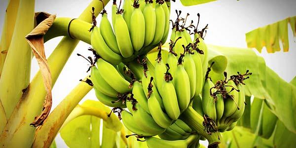 виды-фруктов