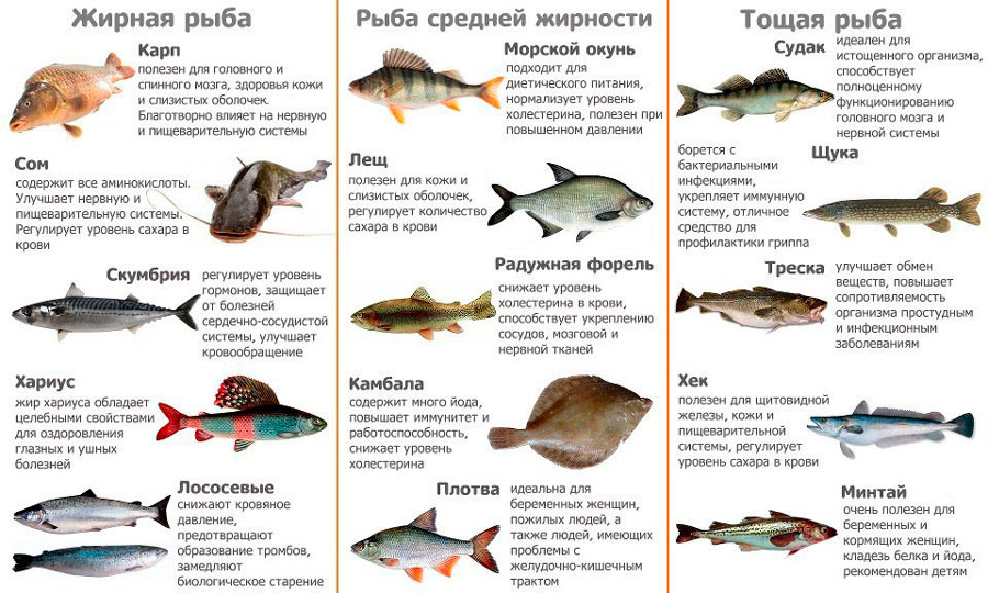 Виды рыб по степени жирности Виды рыб