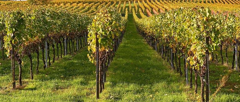 виноградник