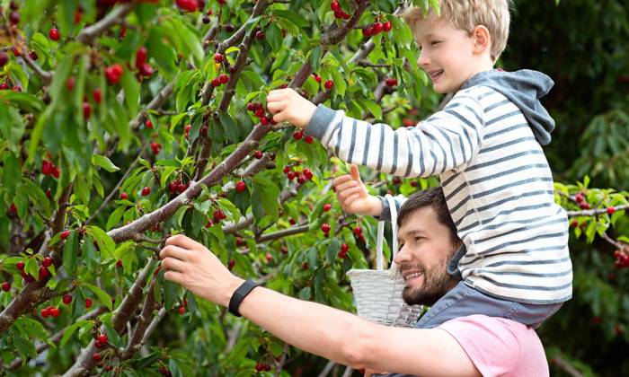 Сбор вишни для сушки Вишня на дереве