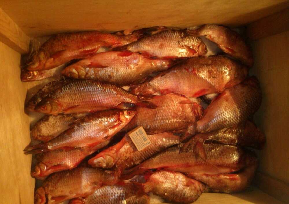 Вяление язя колодкой Вяленый язь в деревянном ящике