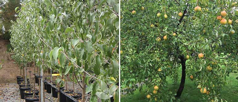 выбор саженца