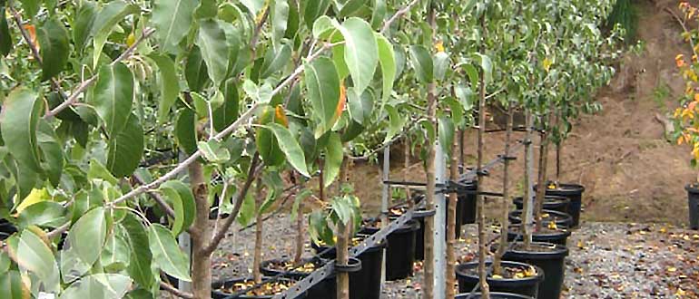 выбор саженца