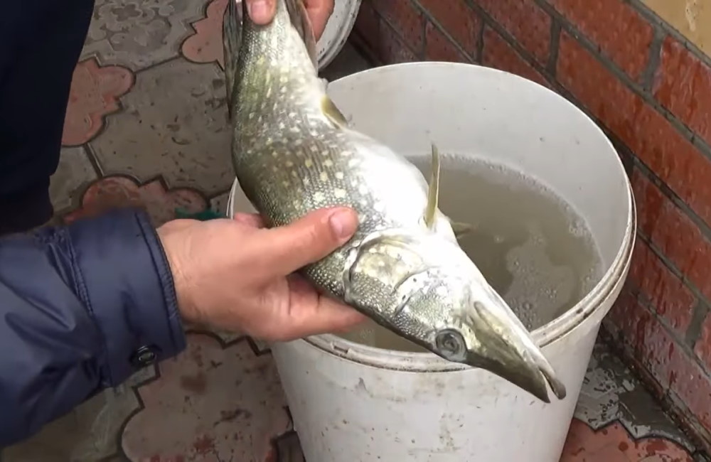 Щуку вымачивают в воде после засолки Щуку вымачивают в воде