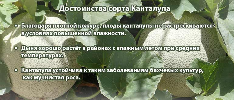 Выращивание мускатной дыни