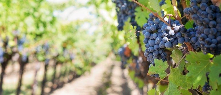 выращивание винограда изабелла