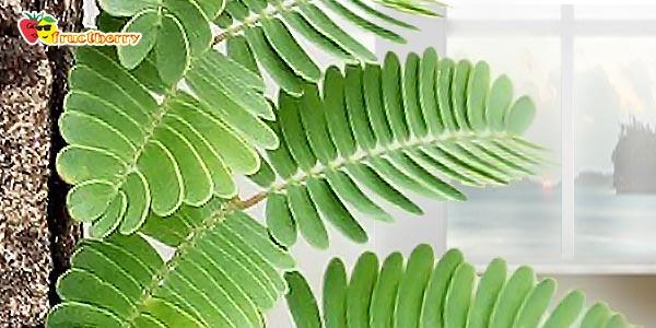 выращивание-на-окне