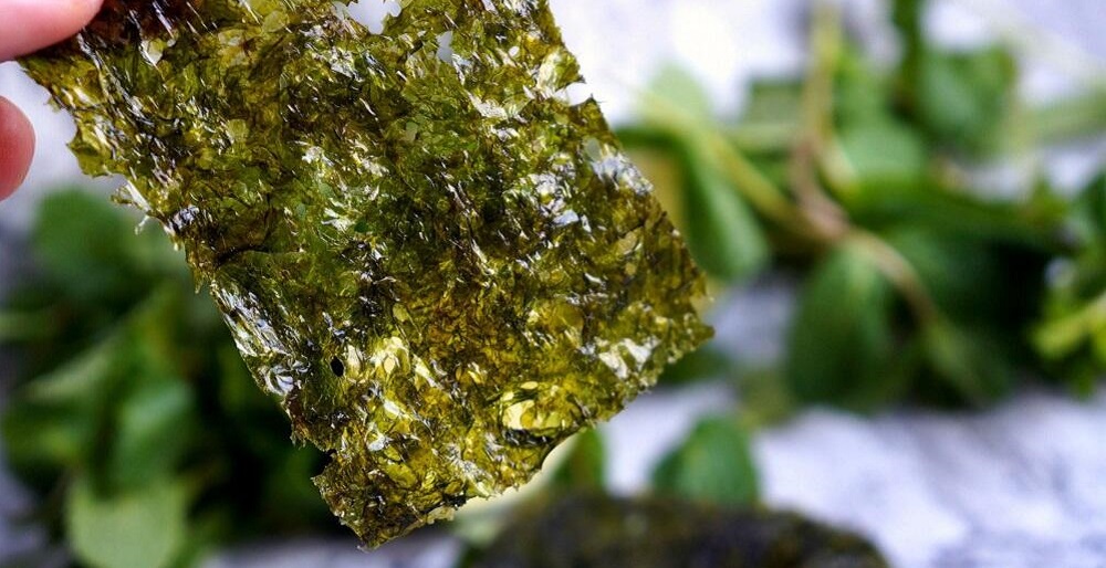 Сухой лист ламинарии Высушенный лист ламинарии в руках