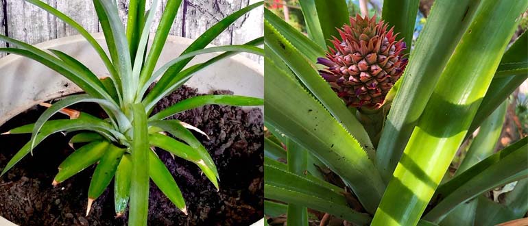 Выросший ананас