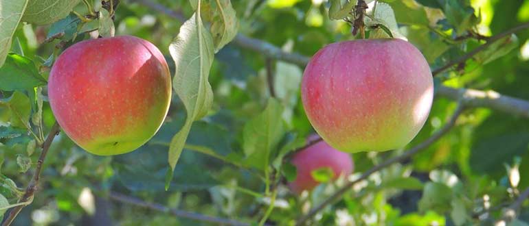 Яблоки С. победителю