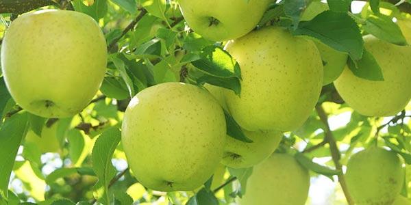 яблоня-голден
