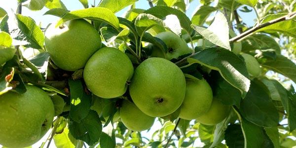 яблоня-симиренко