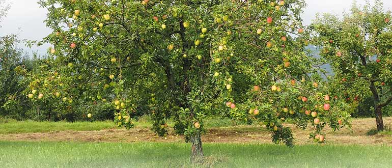 яблоня высокорослая