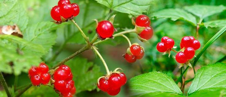 ягода костяника