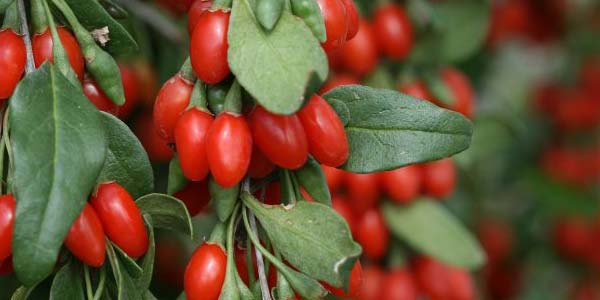 ягоды-годжи-свежие