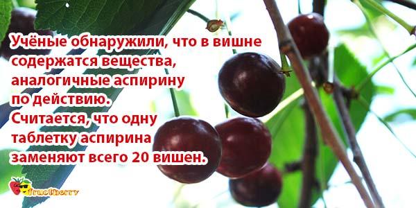 ягоды вместо аспирина