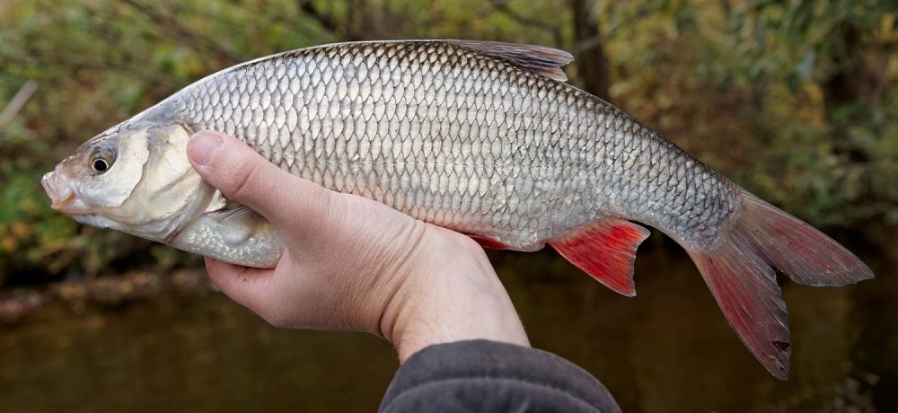 Как выглядит язь Язь в руке