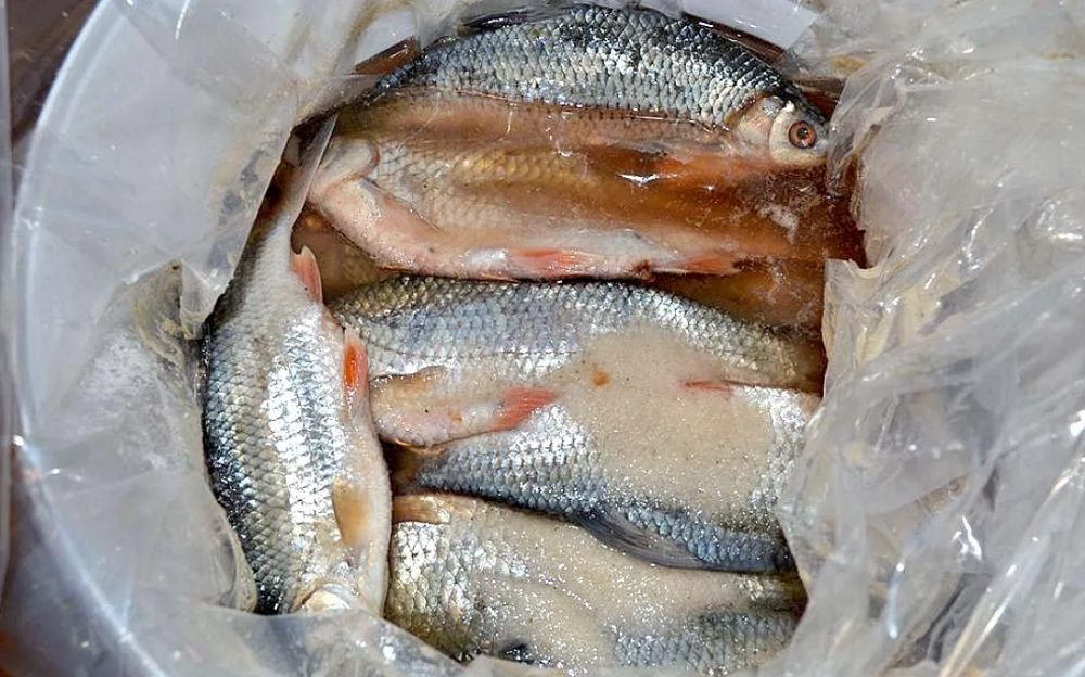 Засолка язя перед копчением Язь в солевом растворе