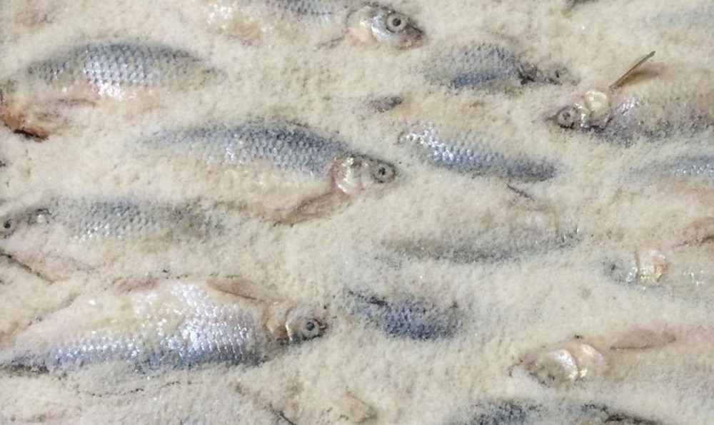 Вобла, засоленная сухим методом Засоленная вобла