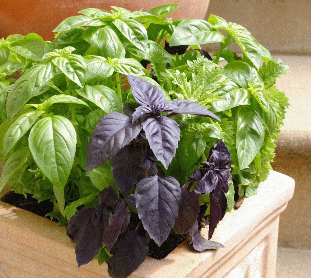 Разные сорта базилика Зеленый и фиолетовый базилик в горшке