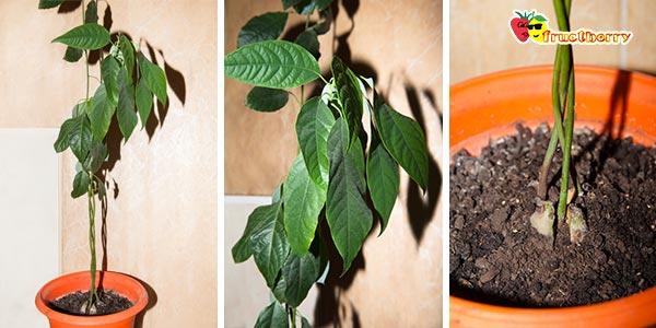 зелёная-груша-