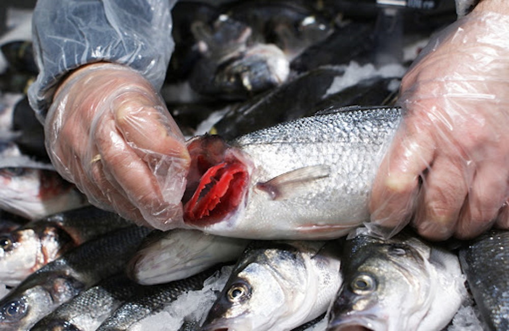 Жабры свежей рыбы Продавец показывает жабры рыбы