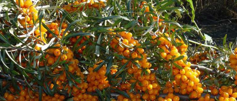 жемчужница