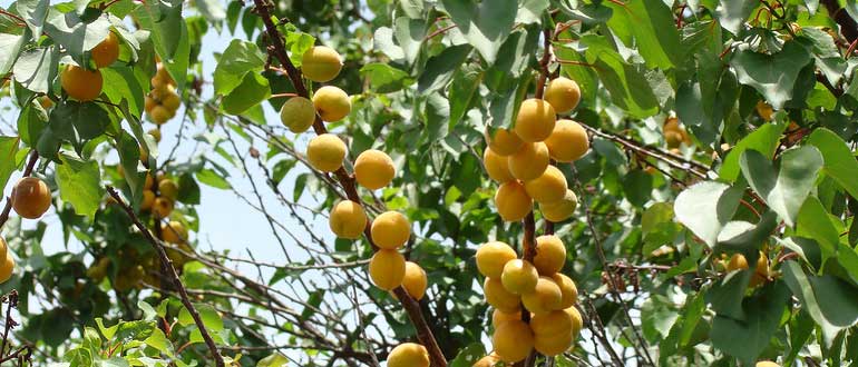 Жердели дерево