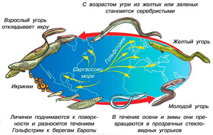 Жизненный цикл угря в бассейне Атлантического океана Жизненный цикл угря