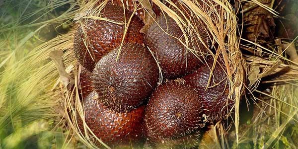 змеиный-фрукт-растёт